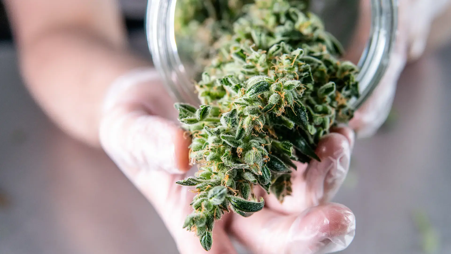 CannaStore1
